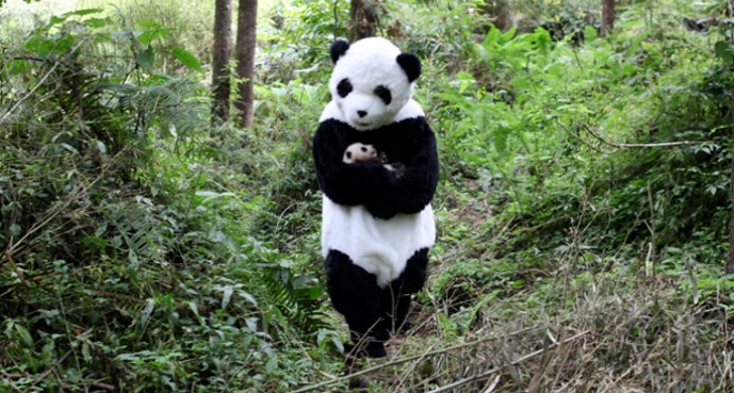 http://ecologismos.com/wp-content/2011/08/Cuidadores-vestidos-con-disfraces-de-osos-panda.png