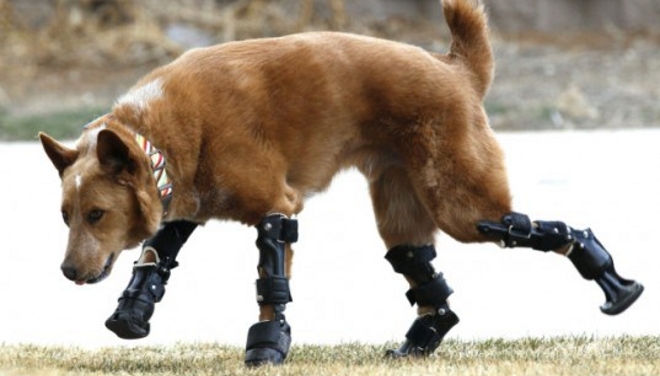 Nakio, un perro con cuatro patas ortopédicas (vídeo)