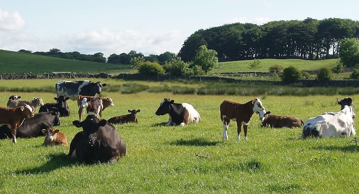 Vacas descansando en un prado