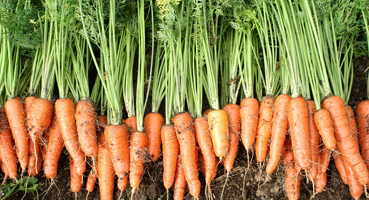 Zanahorias organicas