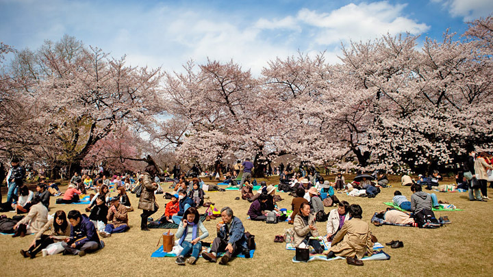 Fiesta-de-la-naturaleza-cerezos-Japon