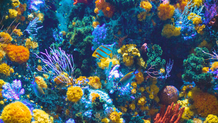 corales-italia