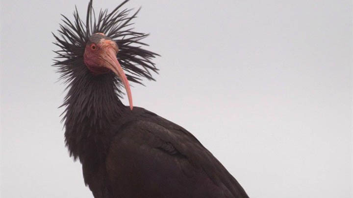 ibis-eremita