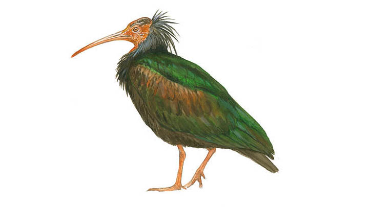 ibis-eremita