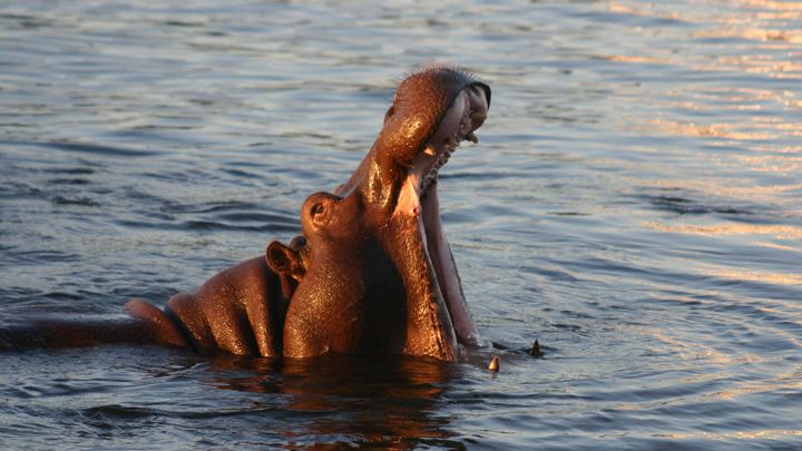 hipopotamo-africa