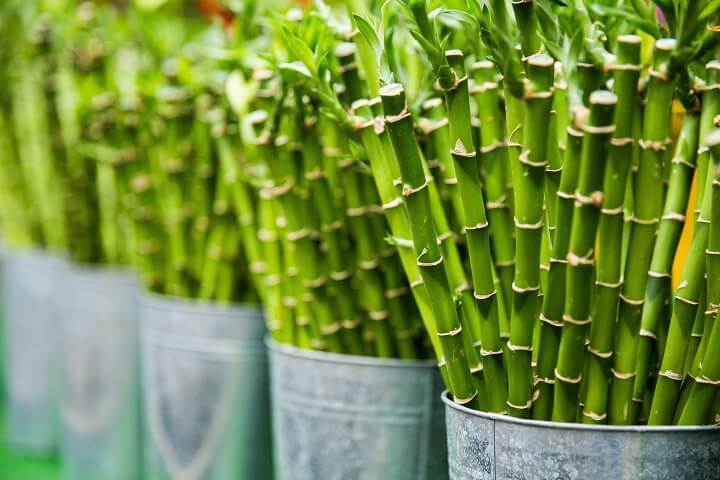 bambu-planta