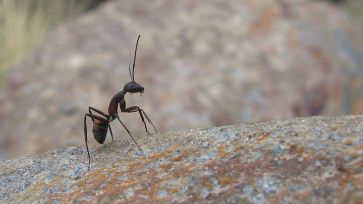 hormigas-cancer