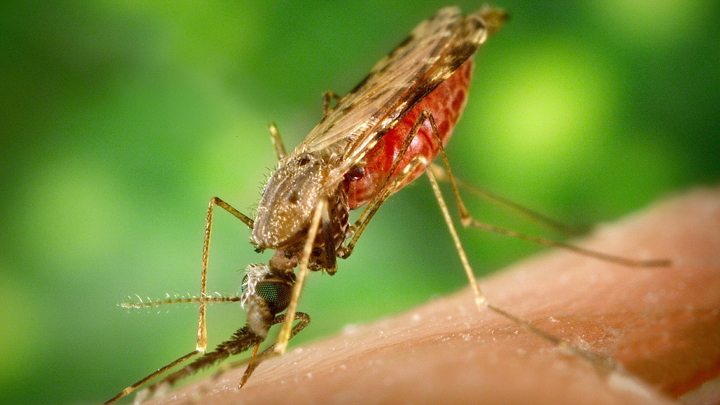mosquito-malaria